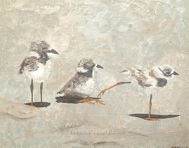 Plover Chicks - 3 by Pat Marsello